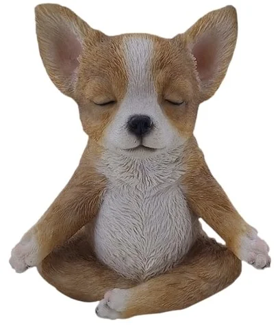 FENGSHUI CHIHUAHUA