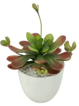 POTTED AEONIUM