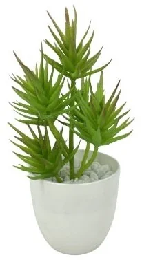 POTTED TIGER TOOTH
